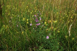 Tövises iglice (Ononis spinosa)