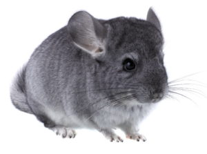 Gray ebonite chinchilla